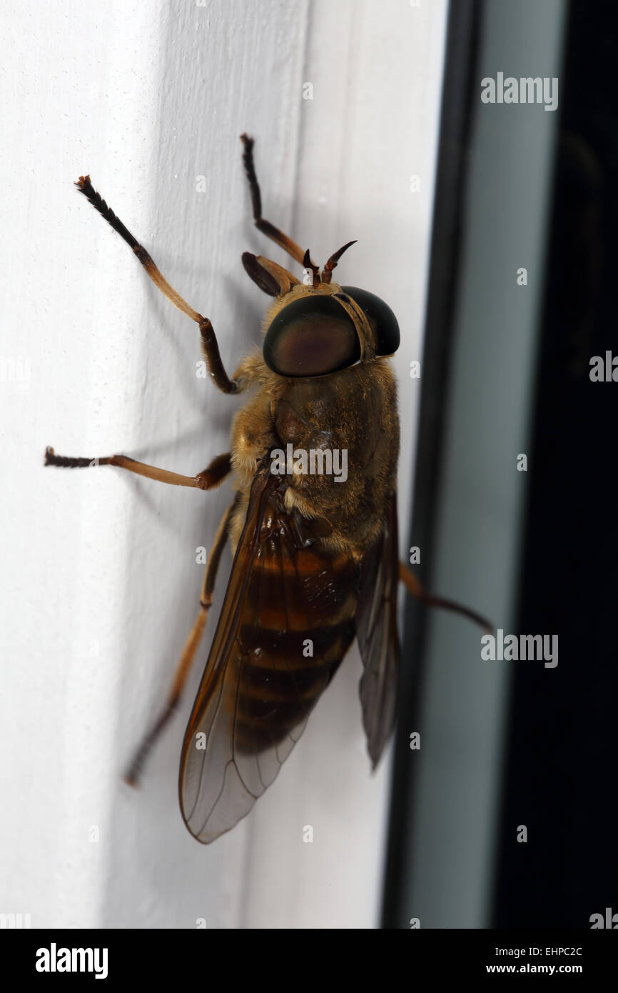 Tabanus sudeticus, Dark Giant Horsefly Stock Photo Alamy