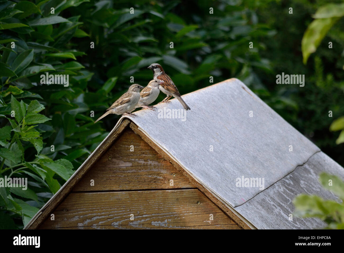 Three sparrows on the roof Stock Photo
