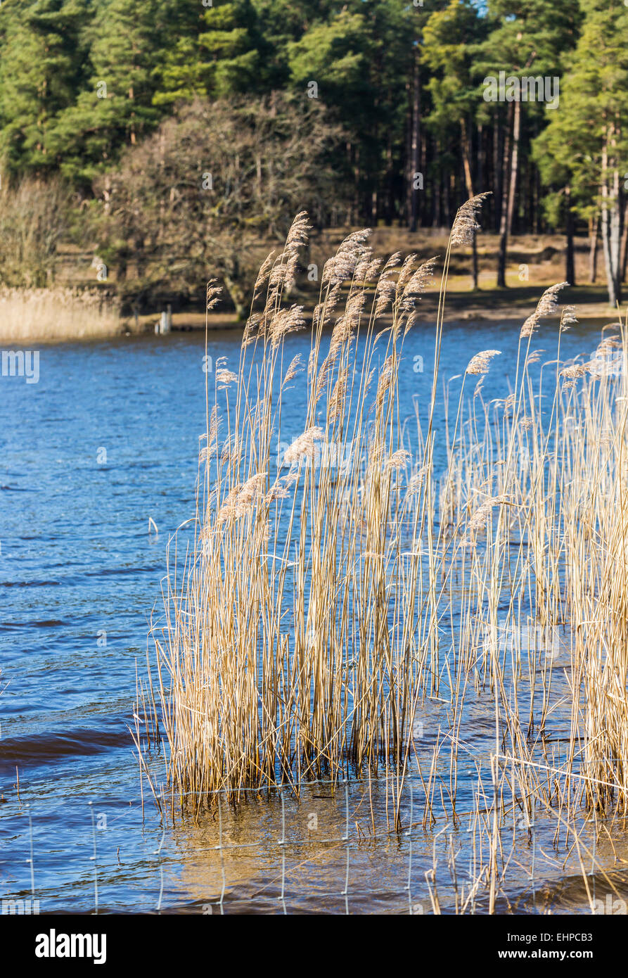 Reeds and lake view in Frensham Little Pond near Farnham, Surrey, UK Stock Photo