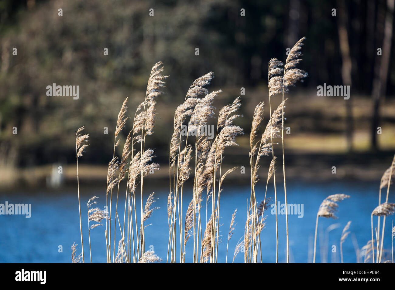 Delicate, grassy seed heads of reeds and lake background in Frensham Little Pond near Farnham, Surrey, UK Stock Photo