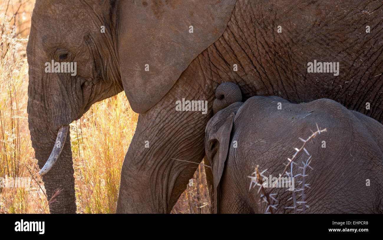 Baby elephant nursing Stock Photo Alamy