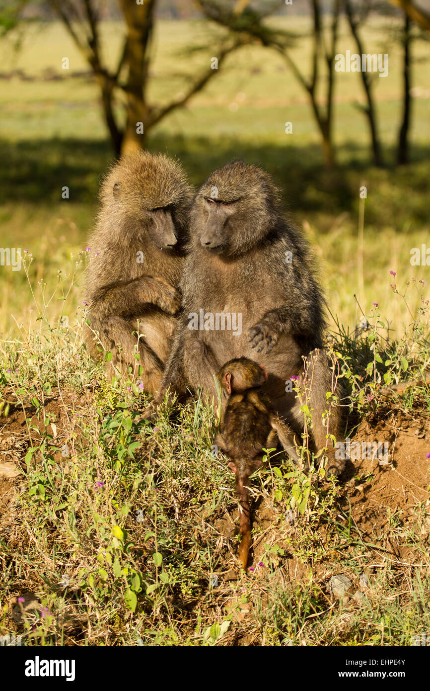 Olive Baboons (Papio anubis) with babies, grooming Stock Photo