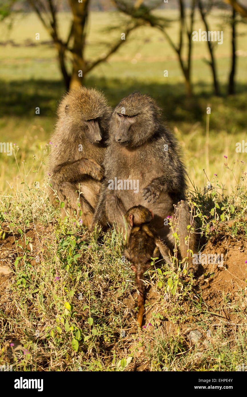 Olive Baboons  (Papio anubis) with babies, grooming Stock Photo