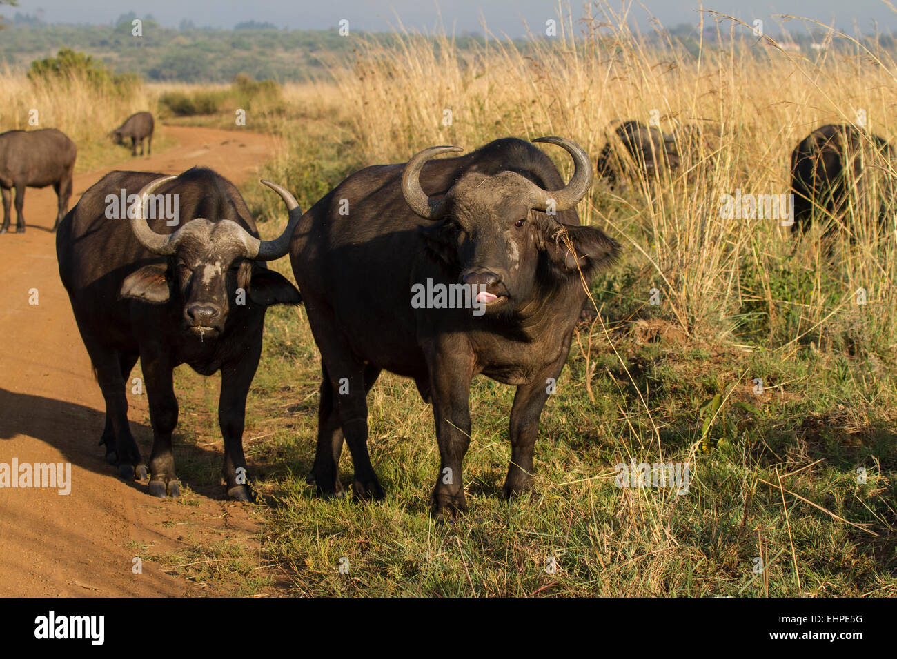 African or Cape, Buffalo (Syncerus caffer) Stock Photo