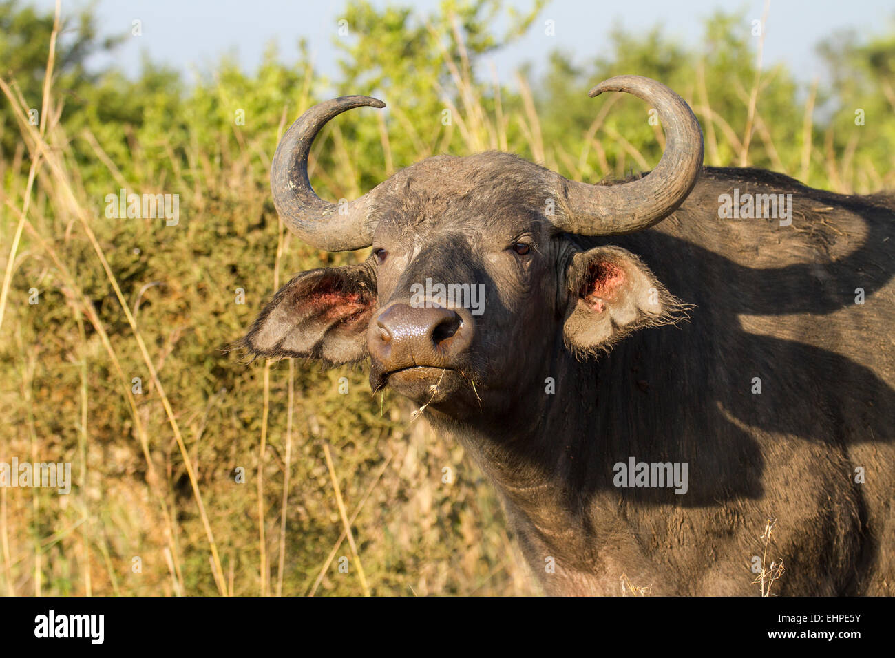 African or Cape, Buffalo (Syncerus caffer) closeup Stock Photo