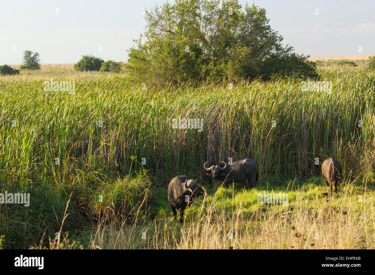 African or Cape, Buffalo (Syncerus caffer) in tall reeds Stock Photo