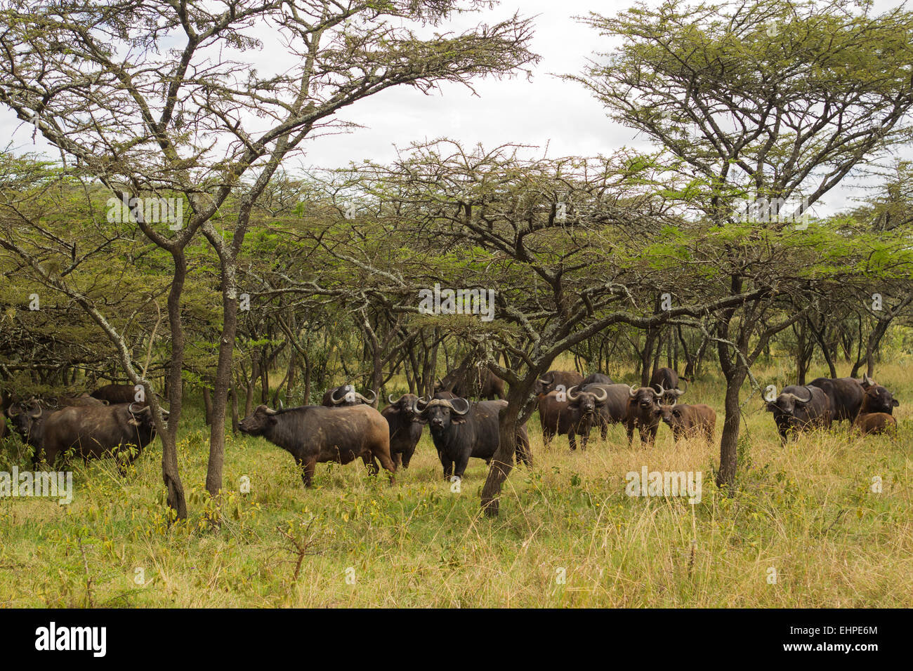 African or Cape, Buffalo (Syncerus caffer) herd in acacia trees Stock Photo