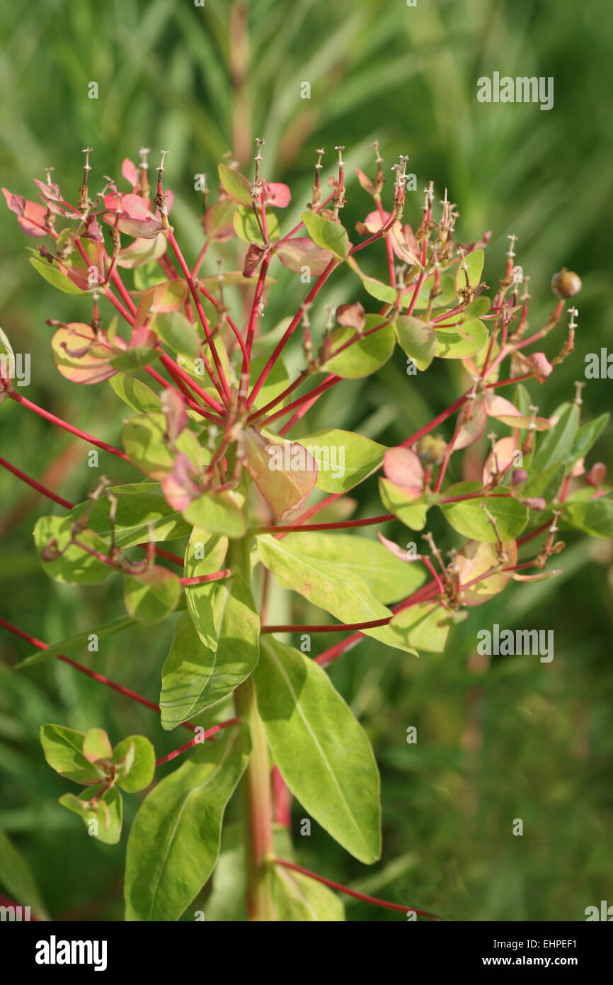 Euphorbia palustris Stock Photo