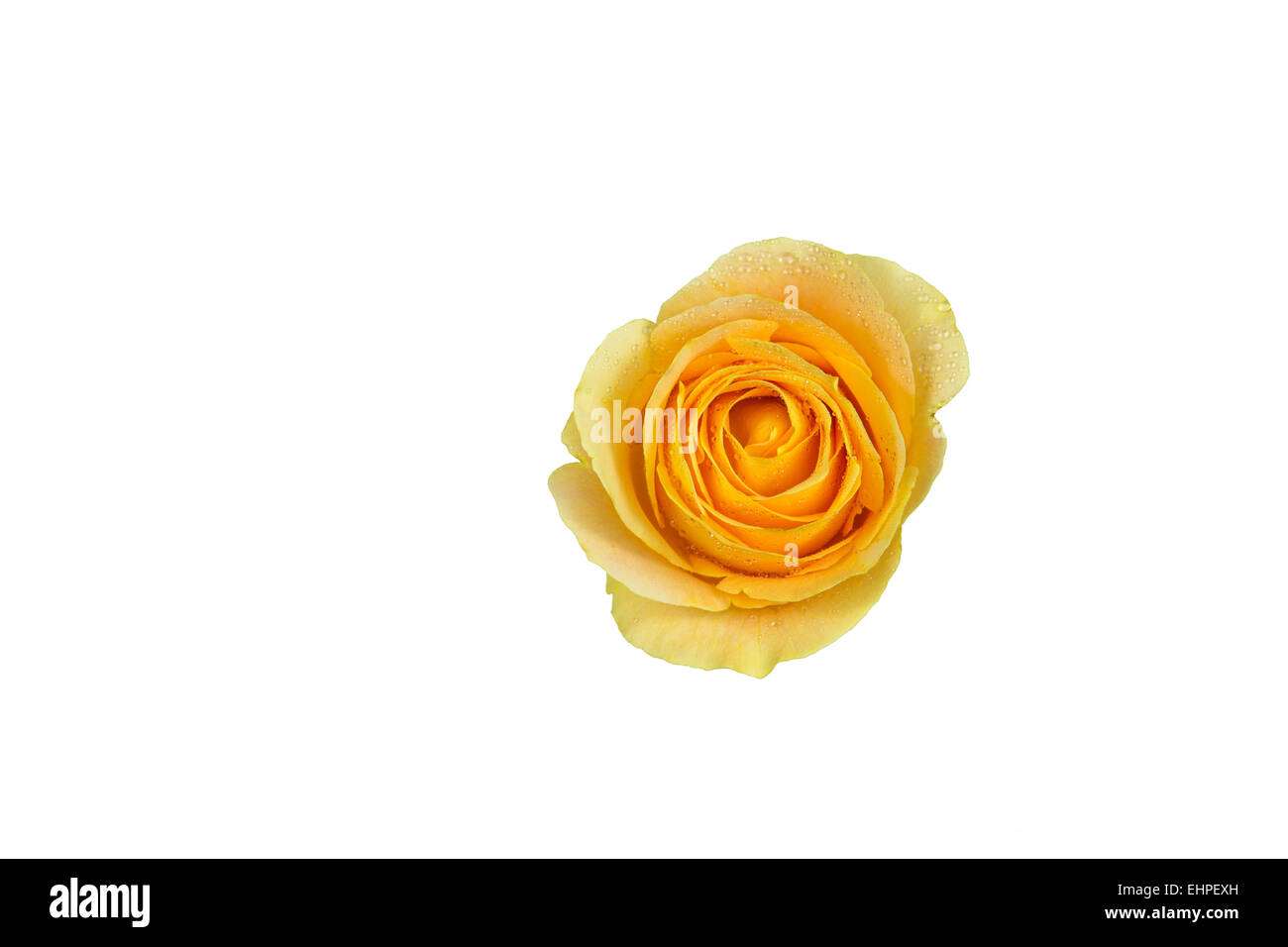 yellow rose with dewdrops Stock Photo