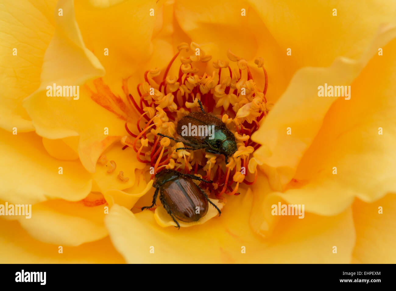 June beetles hires stock photography and images Alamy
