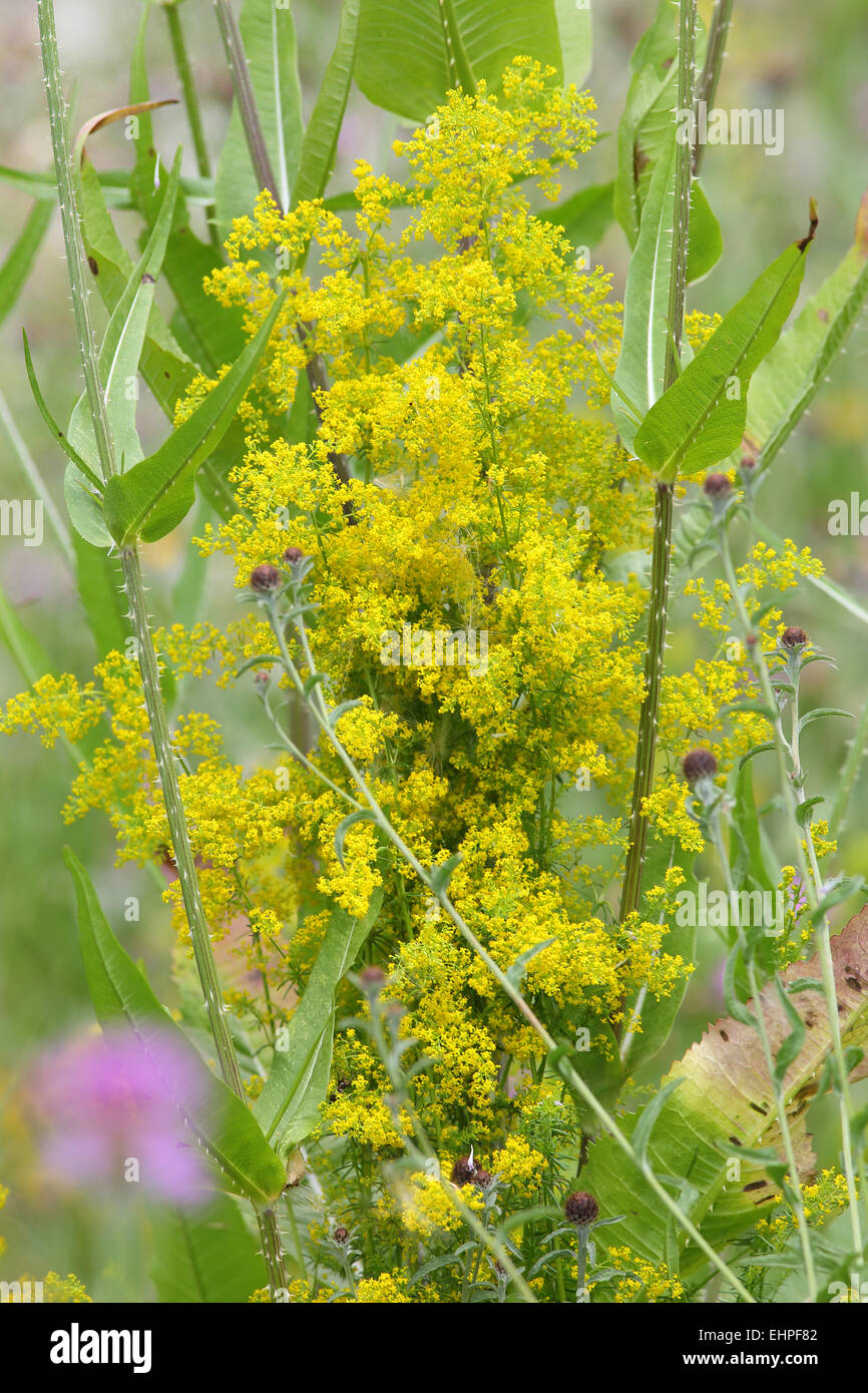 Galium verum, Yellow Bedstraw Stock Photo