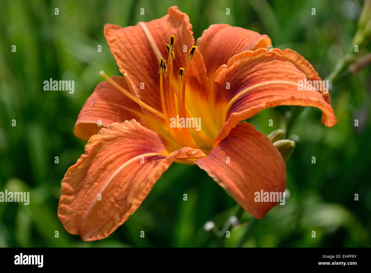 orange lily Stock Photo