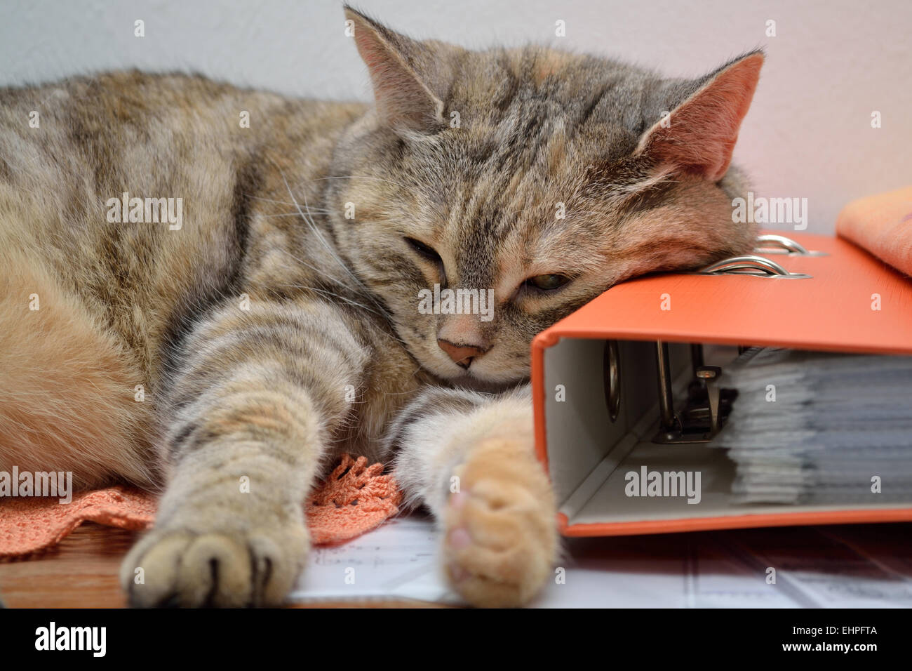 gray domestic cat Stock Photo