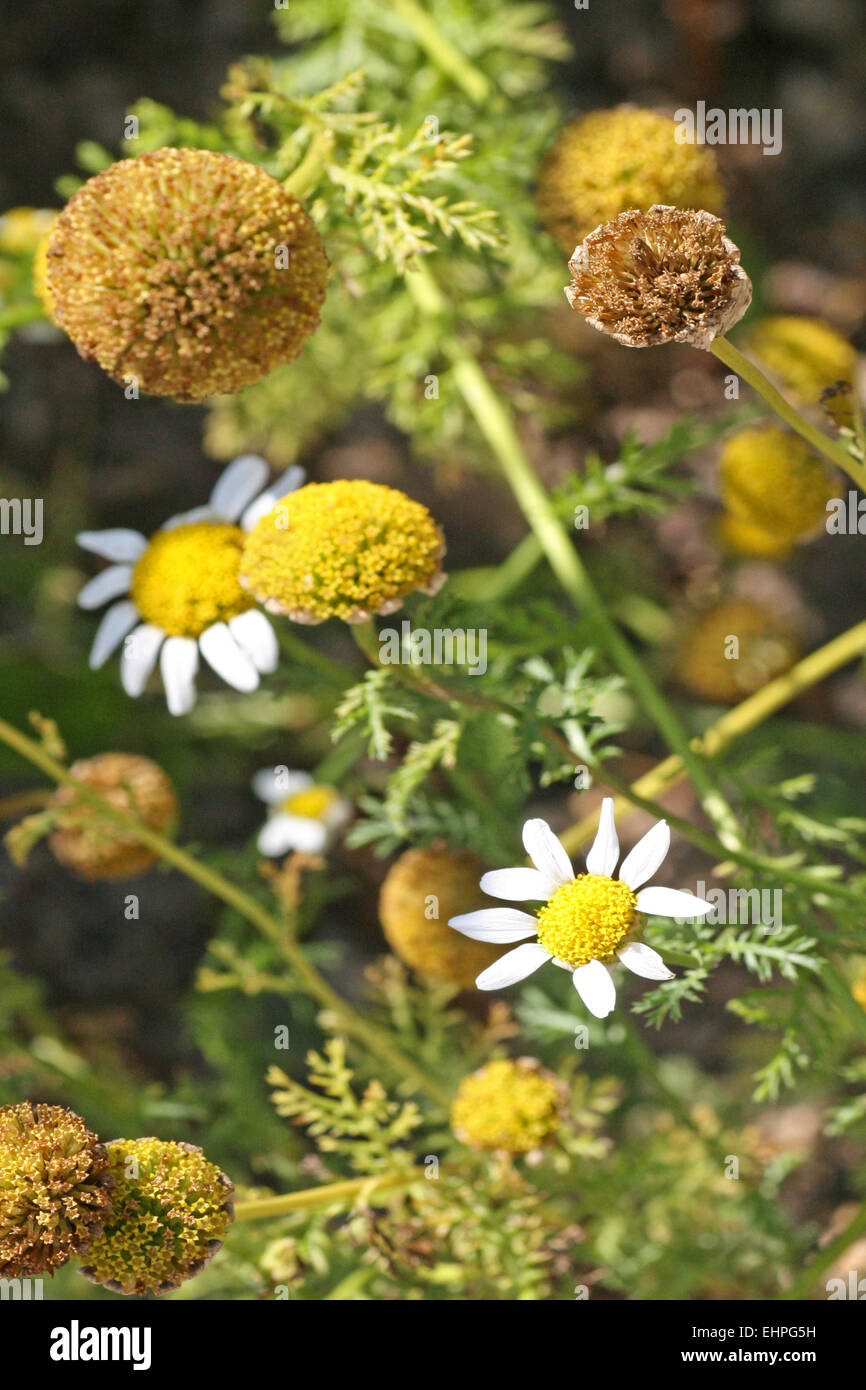 Anacyclus pyrethrum hi-res stock photography and images - Alamy