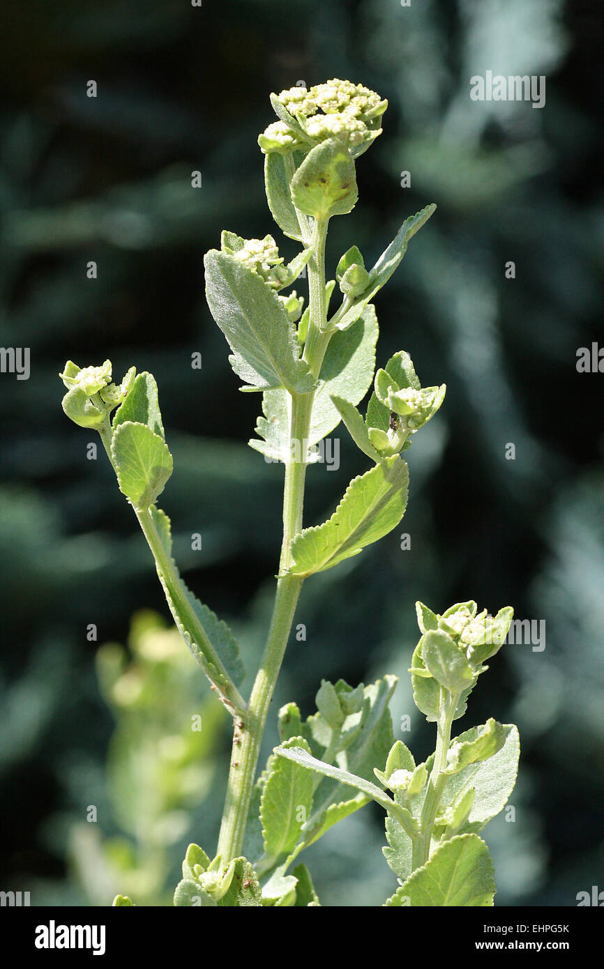 costmary, alecost, balsam herb, bible leaf, or min Stock Photo - Alamy