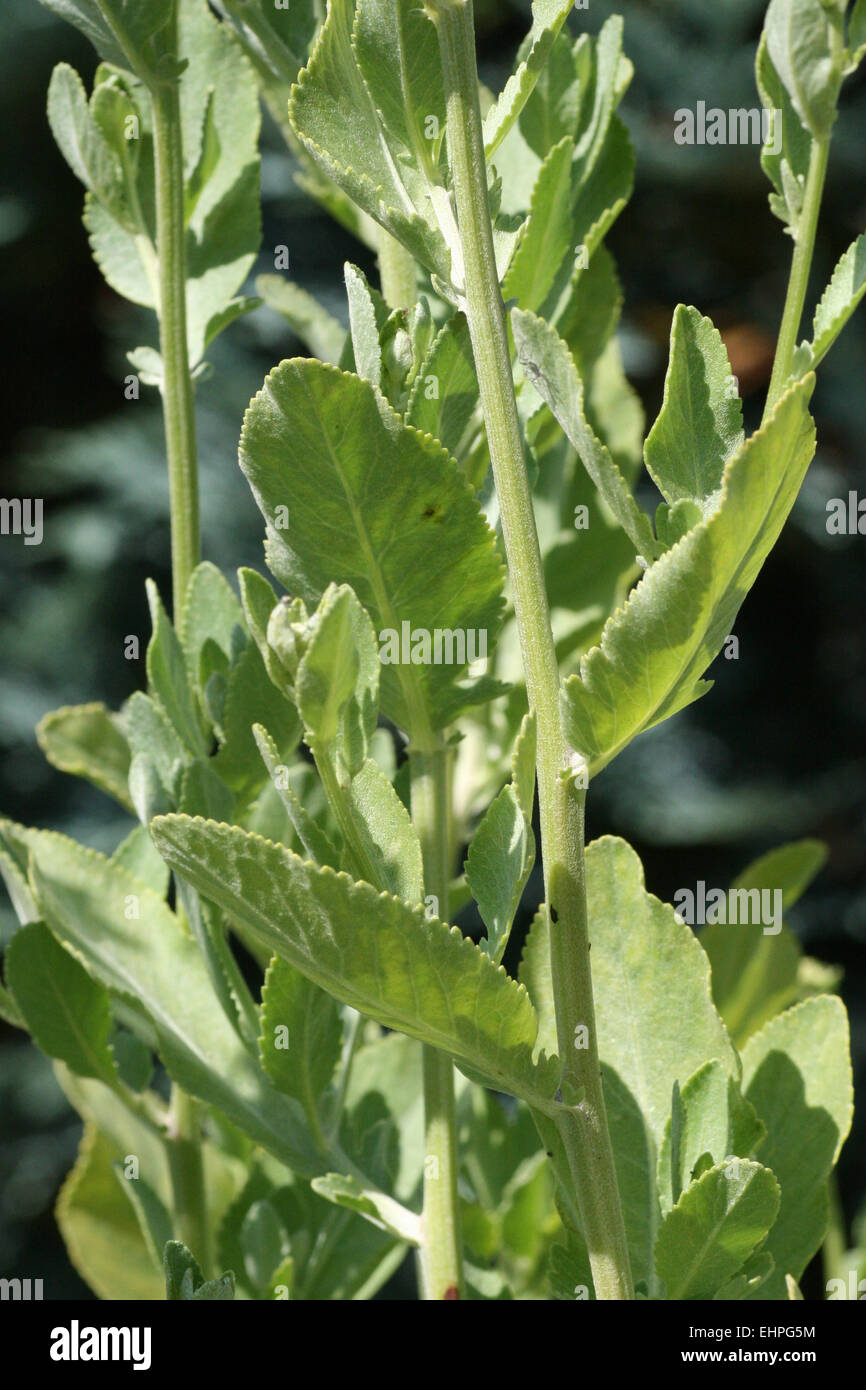 costmary, alecost, balsam herb, bible leaf, or min Stock Photo - Alamy