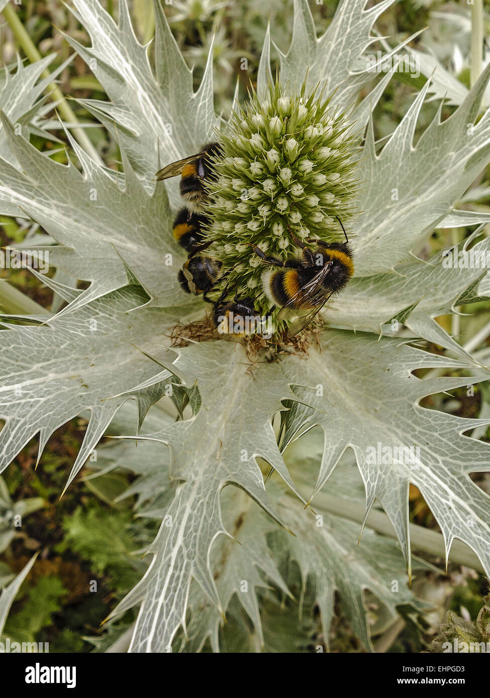 Bumblebees (bombus) On SeaHolly (Eryngium Stock Photo Alamy