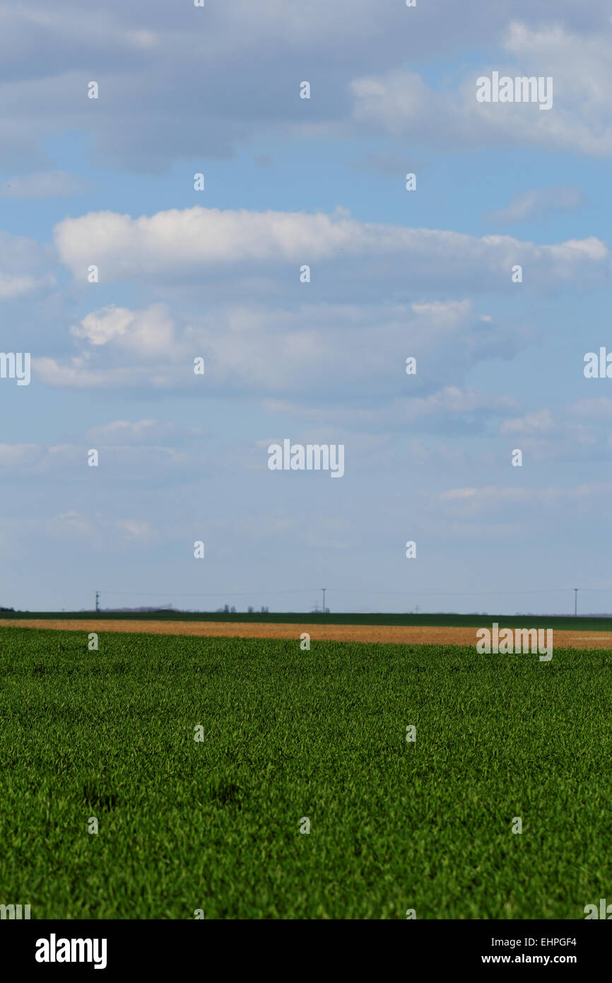 green wheat field under the blue cloudy sky Stock Photo - Alamy