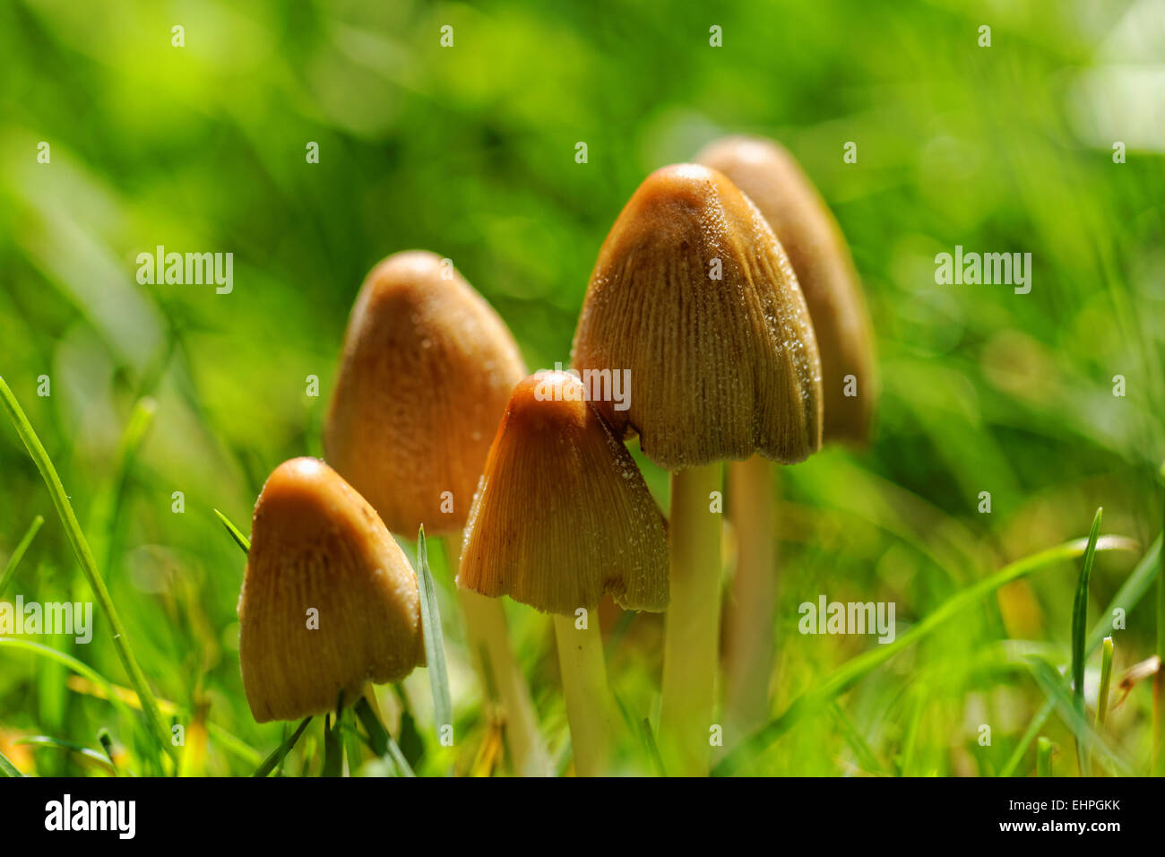 Mushroom growing in the grass Stock Photo Alamy