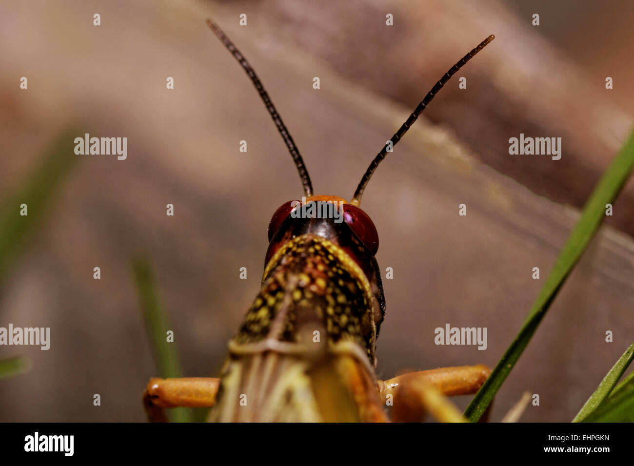 one locust eating the grass in the nature Stock Photo