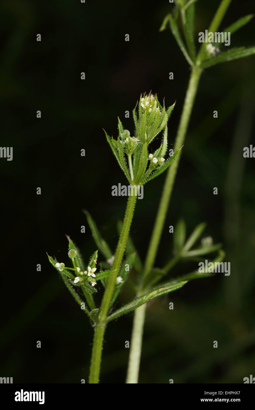 Stickywilly, cleavers, Galium aparine Stock Photo Alamy