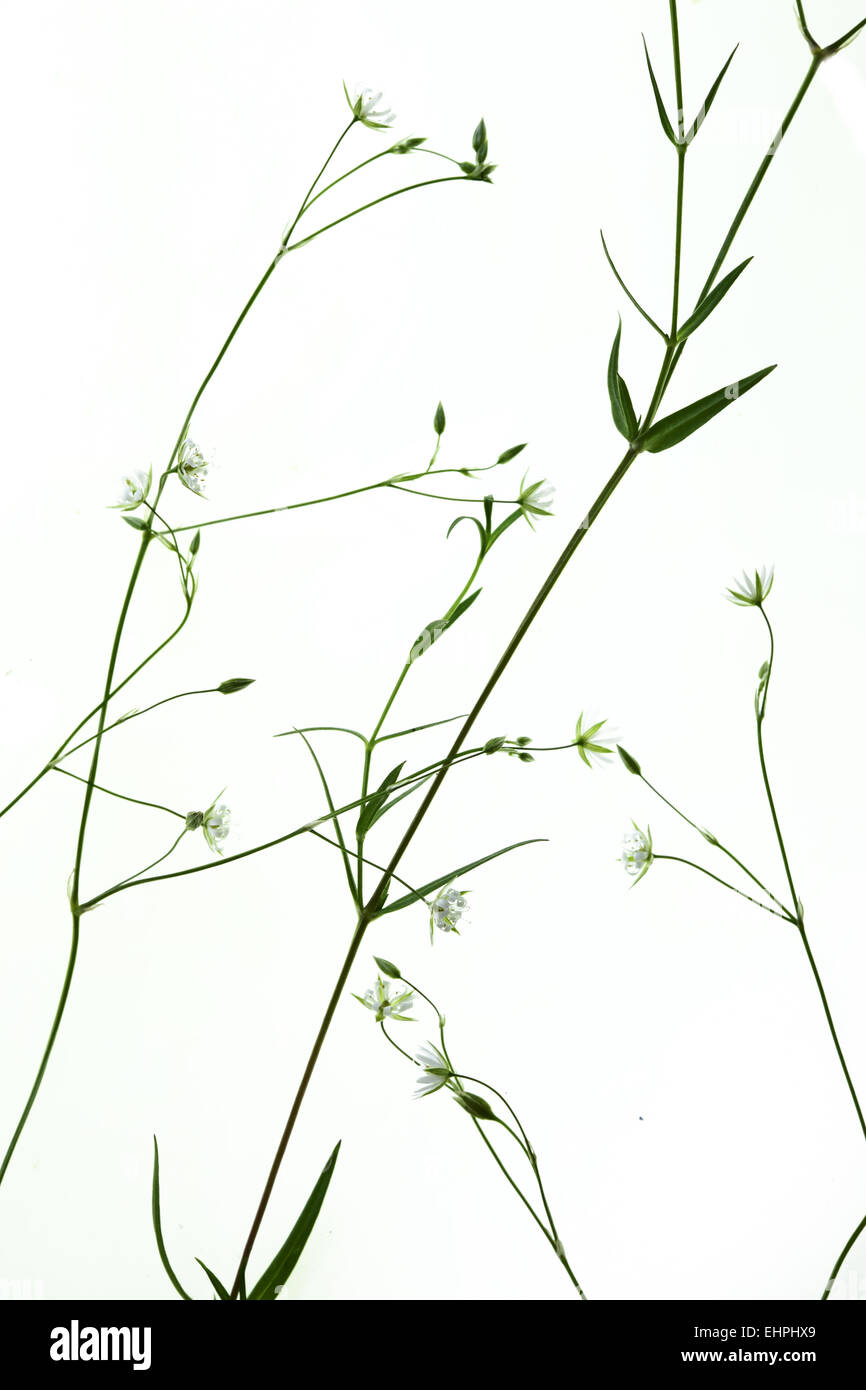 Stellaria graminea, Grassleaf Starwort Stock Photo