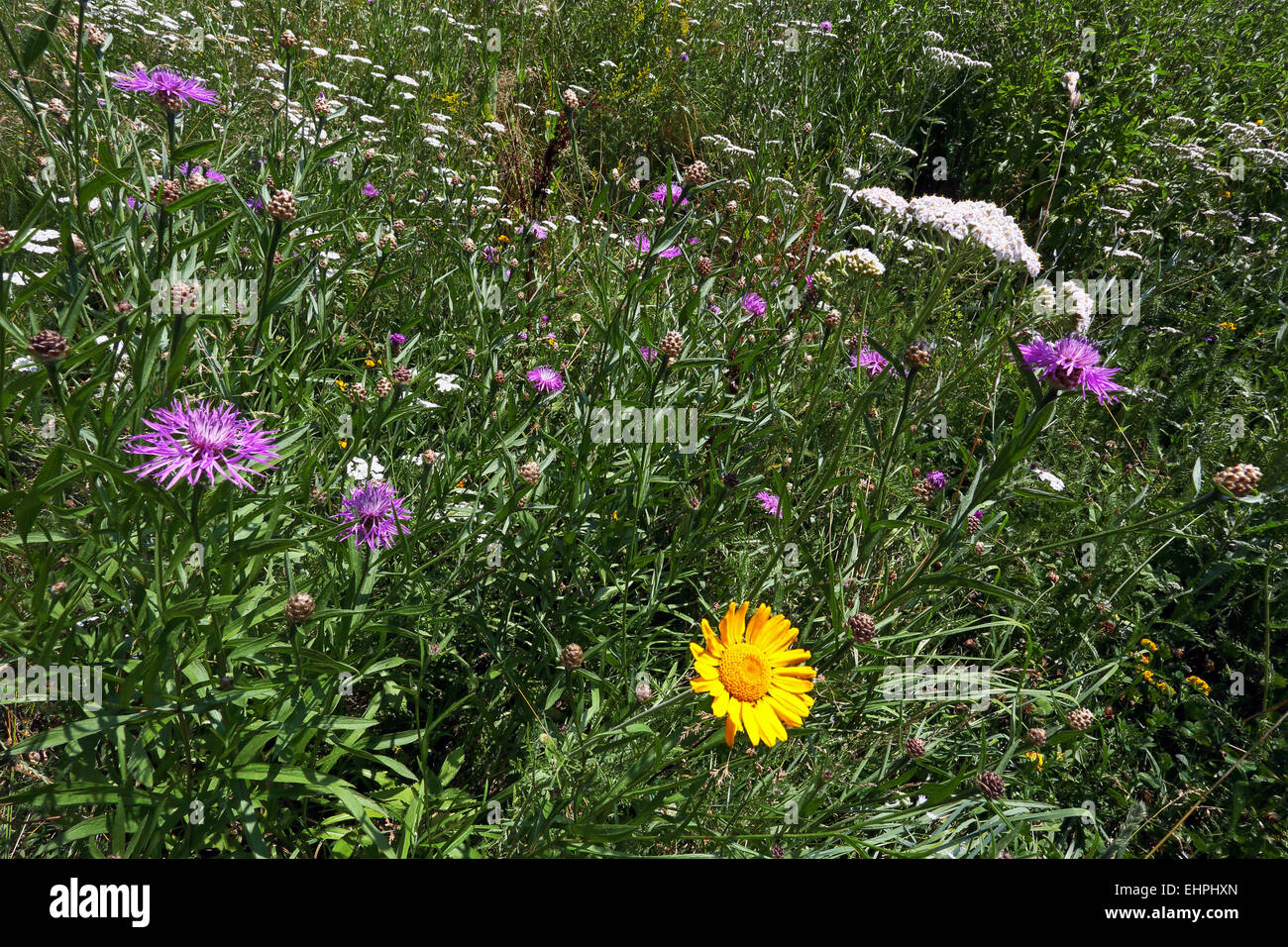 Brown Knapweed and Golden Marguerite Stock Photo
