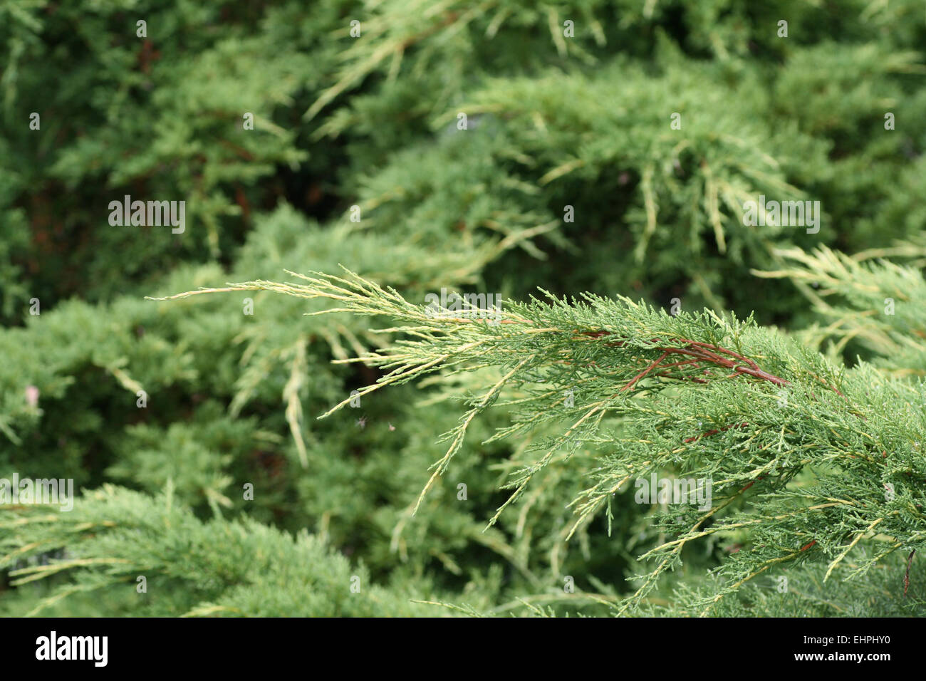 Chinese juniper hires stock photography and images Alamy