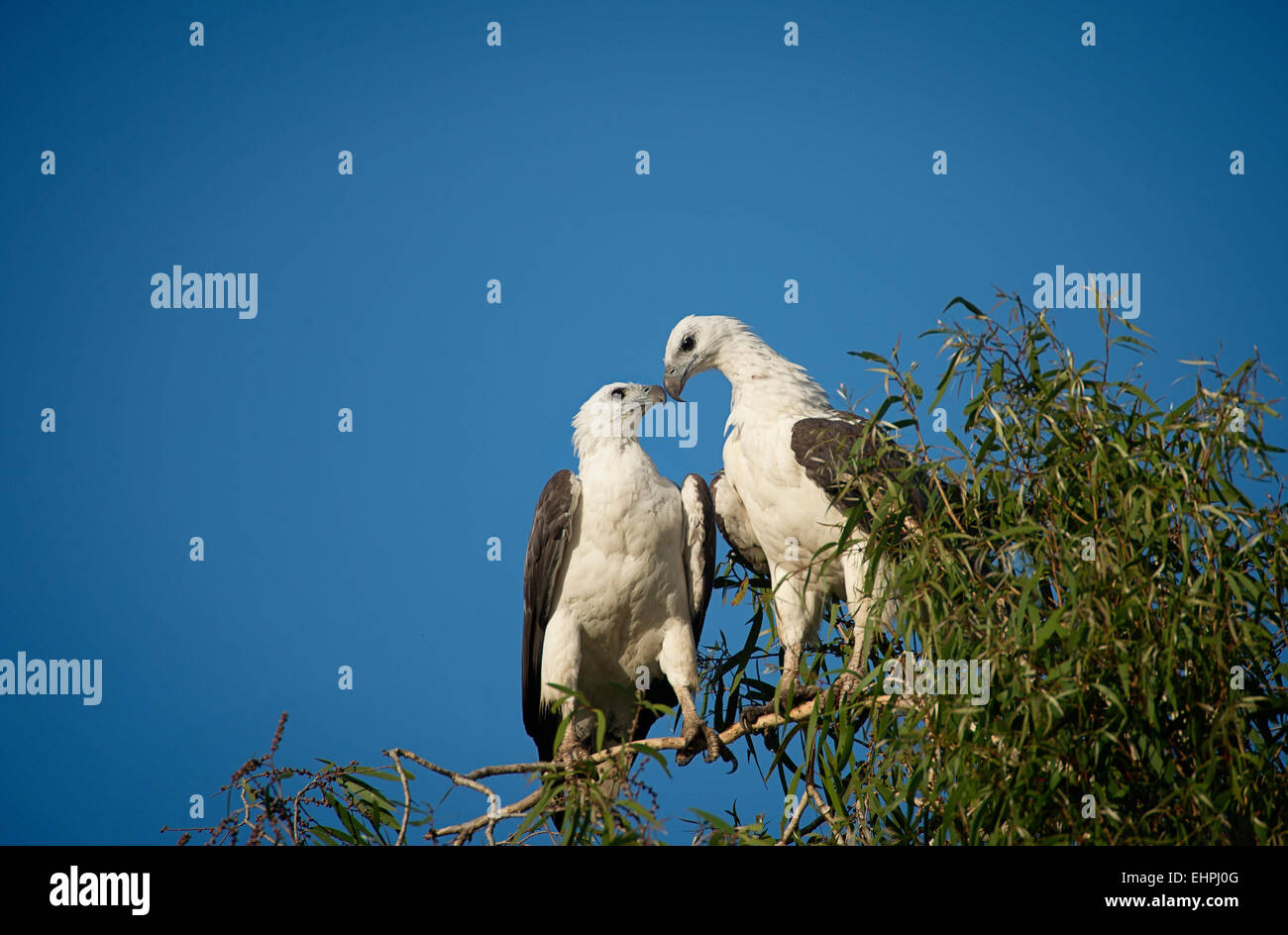 Sea eagle australia hi-res stock photography and images - Alamy