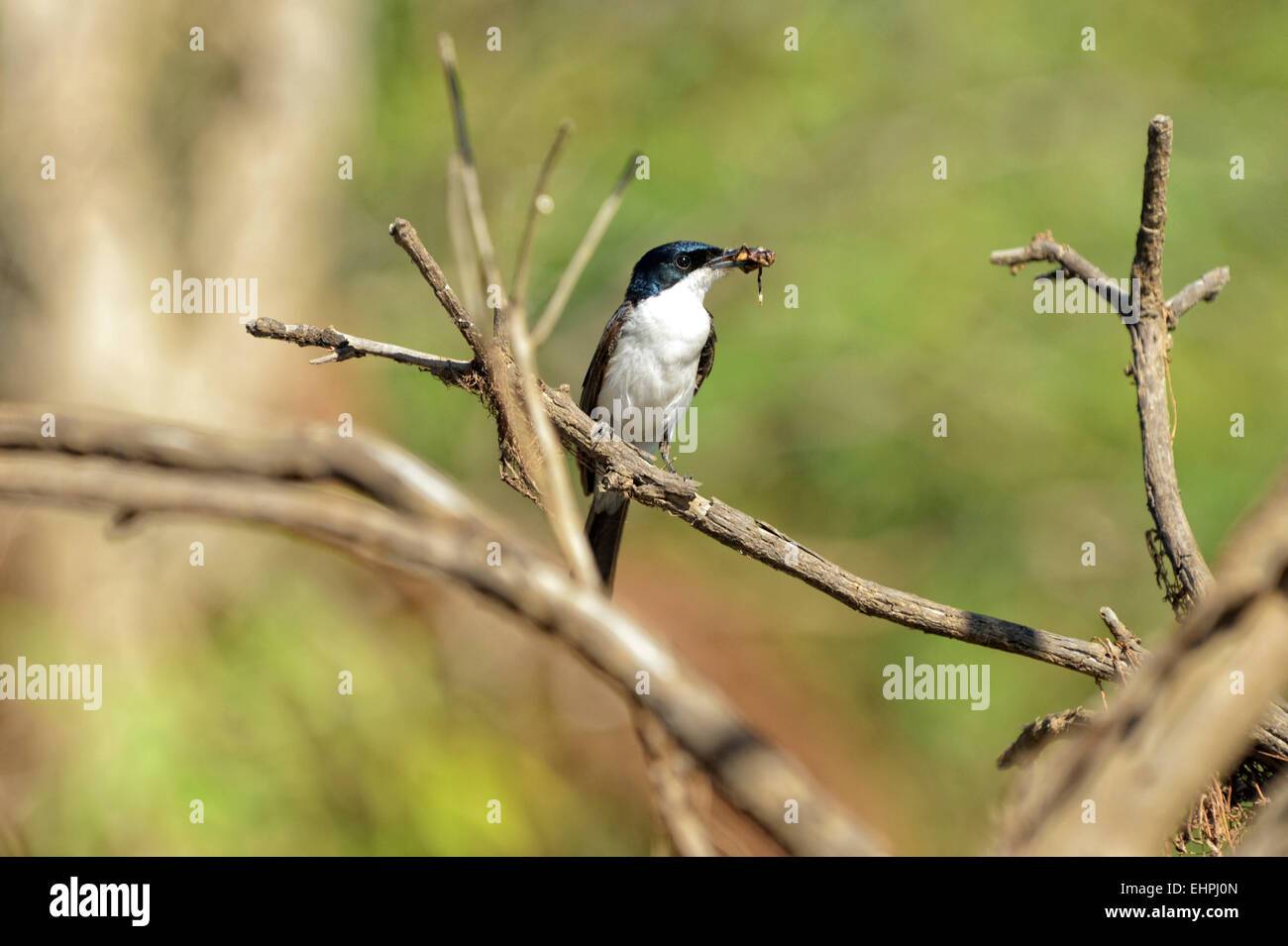 Restless flycatcher eats a insect for lunch Stock Photo