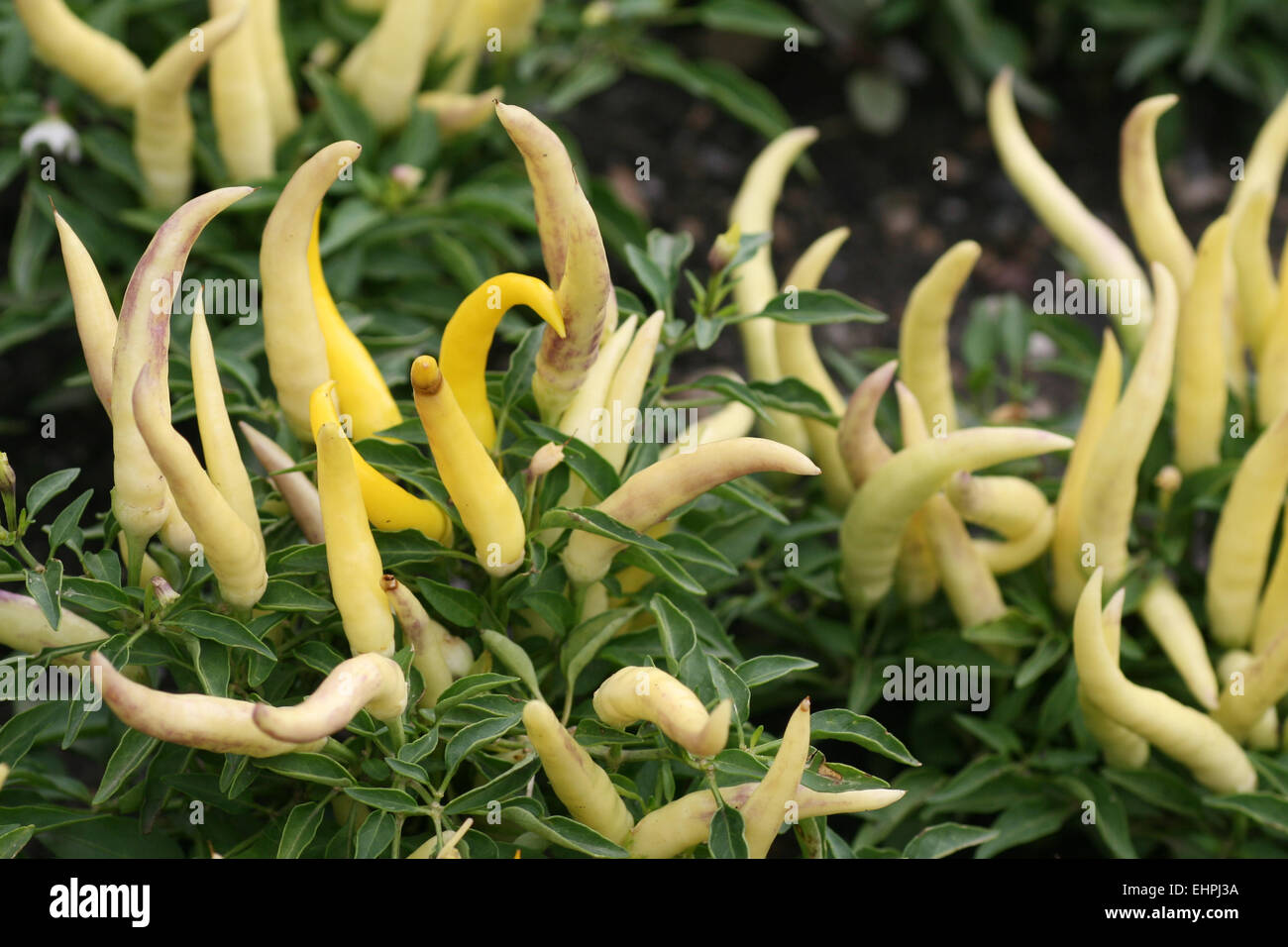 Capsicum annuum flower hires stock photography and images Alamy