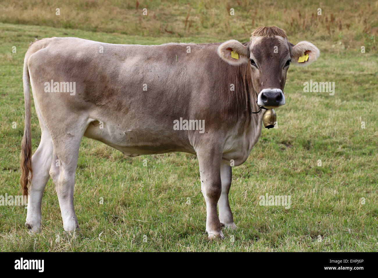 cattle Stock Photo