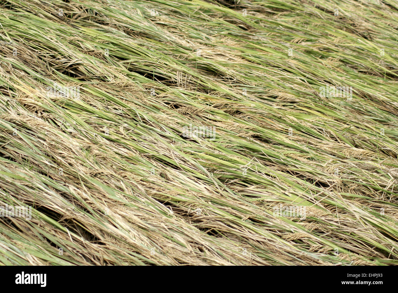 cyclone affected ripe paddy crop in southern India. Stock Photo