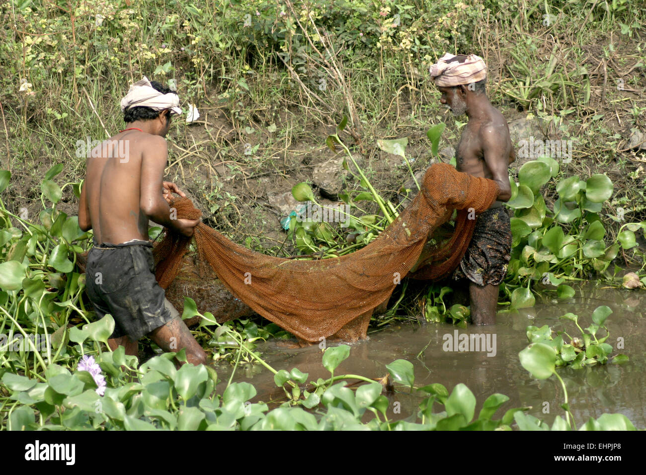 Fishermen catch fish,traditional way,with net in irrigation canal on December 3,2013 in Nandivada,Krishna District,Ap,India. Stock Photo