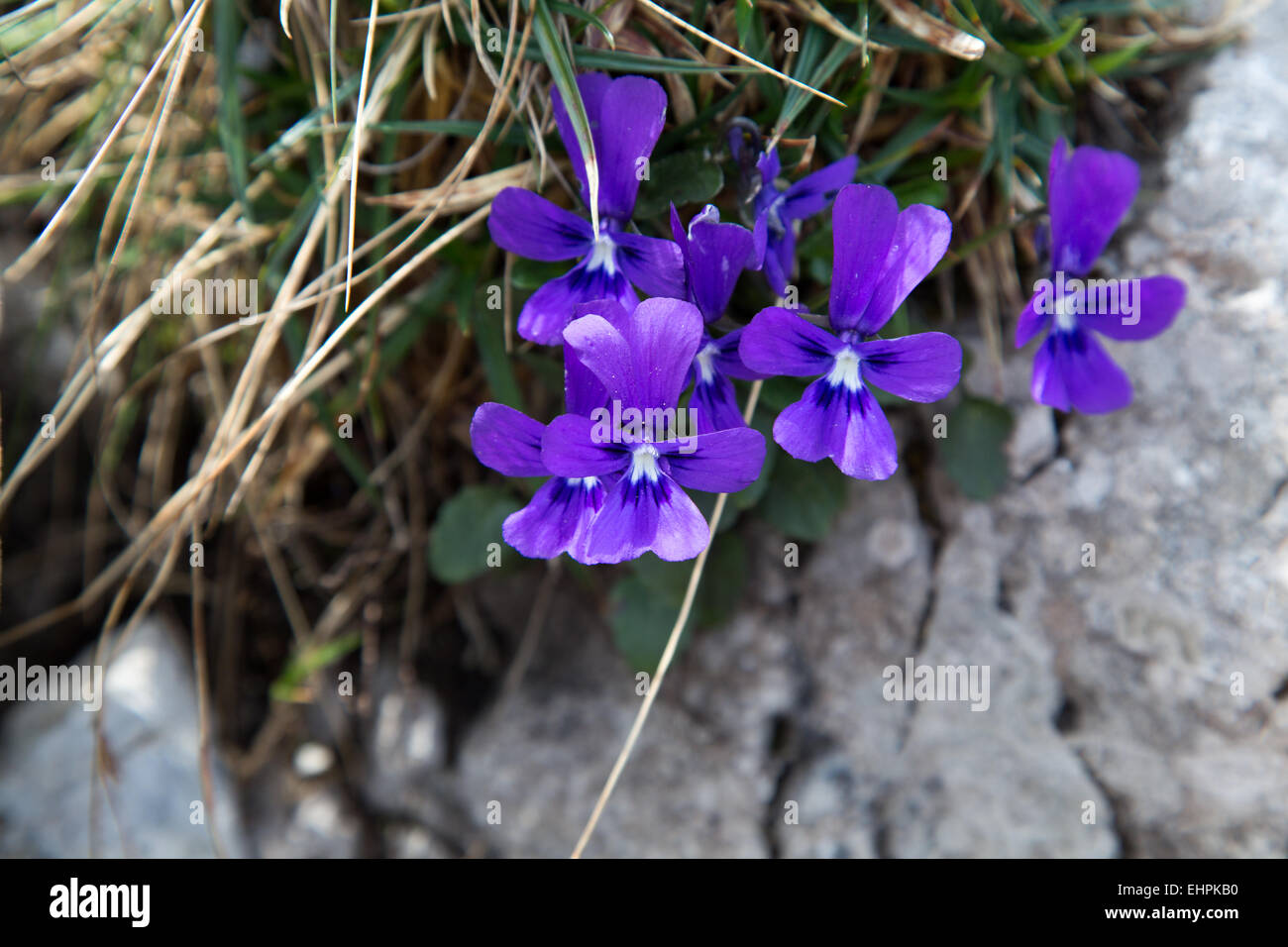 Alpine violet (Viola alpina) Stock Photo
