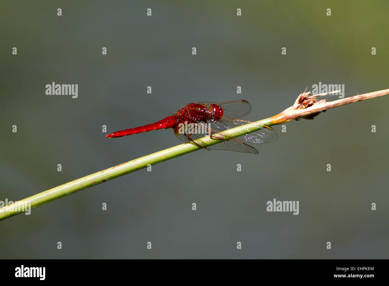 Scarlet Dragonfly Stock Photo