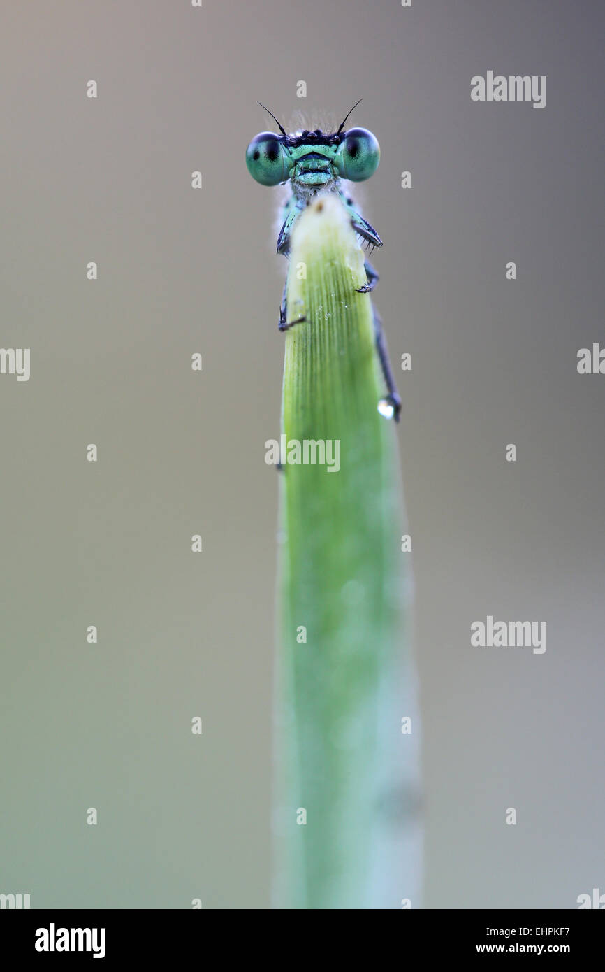 common blue damselfly Stock Photo - Alamy