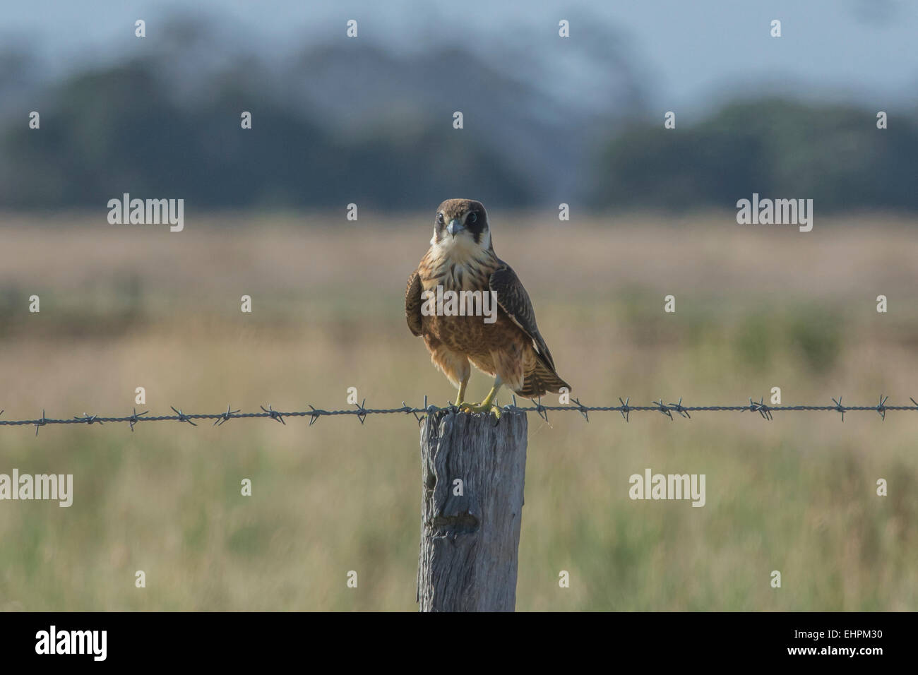 Australian Hobby Stock Photo