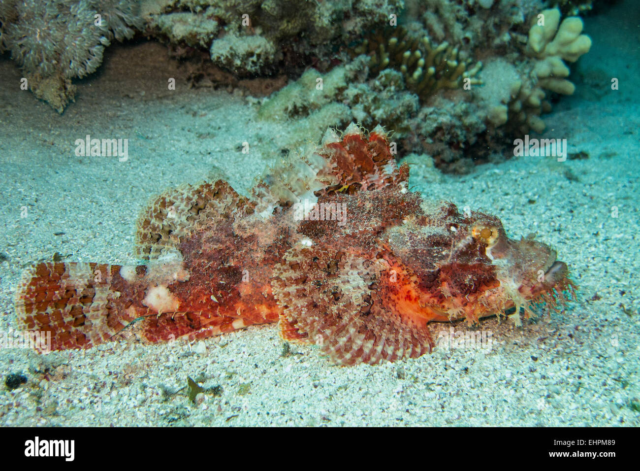 Tassled scorpionfish Stock Photo