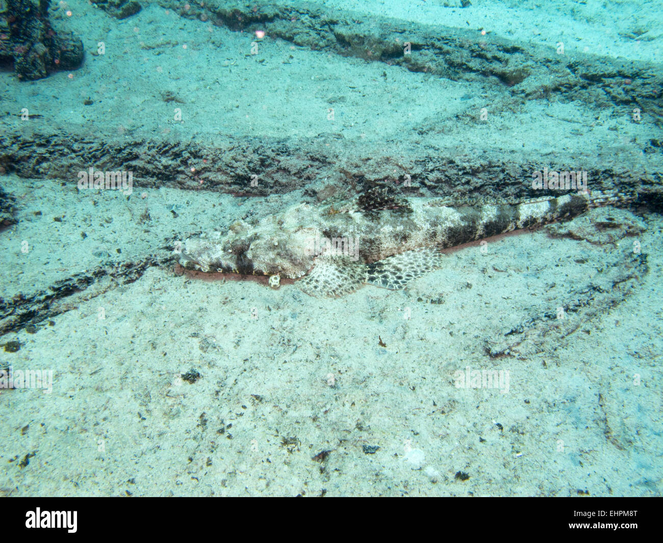 Tentacled flathead Stock Photo