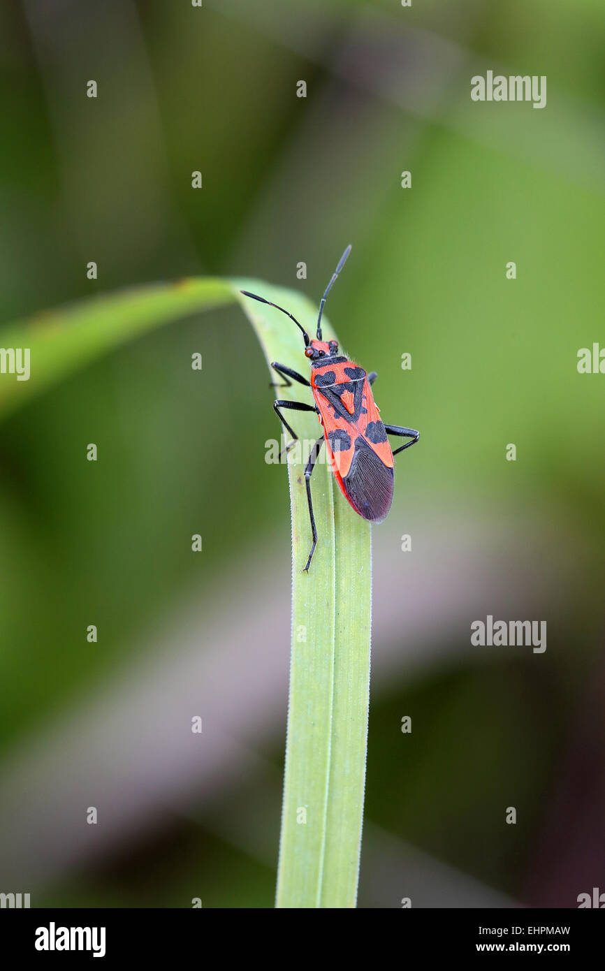 Rhopalid bug, Corizus hyoscyami Stock Photo
