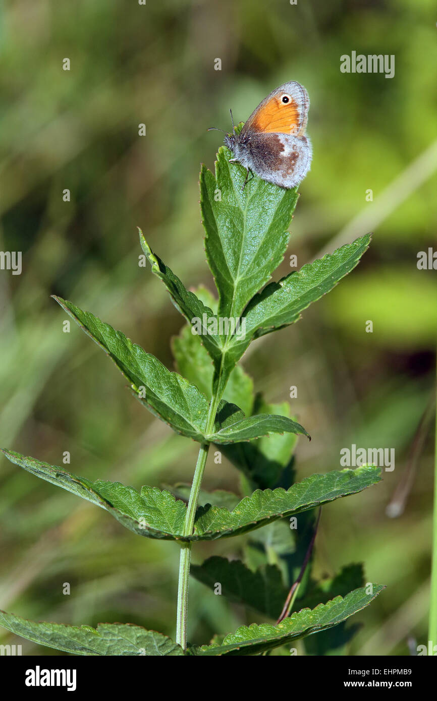 Coenonympha pamphilus, Small Heath Stock Photo