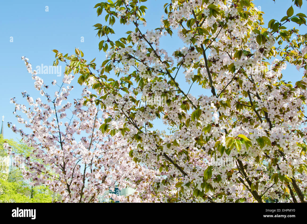 Cherry blossom in spring park hi-res stock photography and images - Alamy