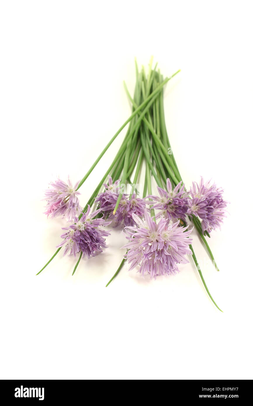 chives with blossoms Stock Photo