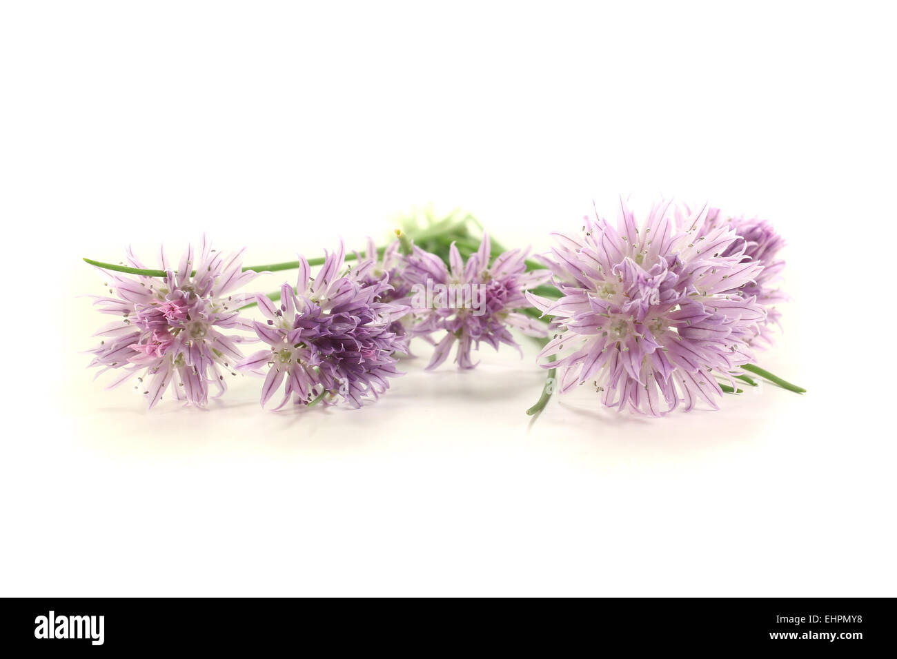 fresh chives with blossoms Stock Photo