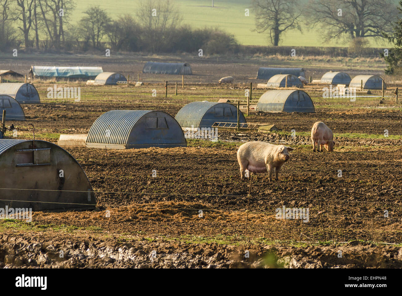 Bucklebury hires stock photography and images Alamy