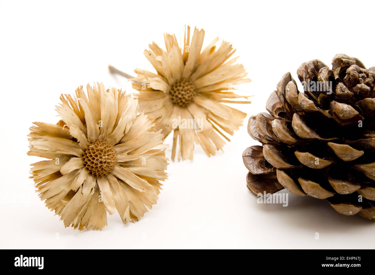 Straw flower with pine plug Stock Photo Alamy