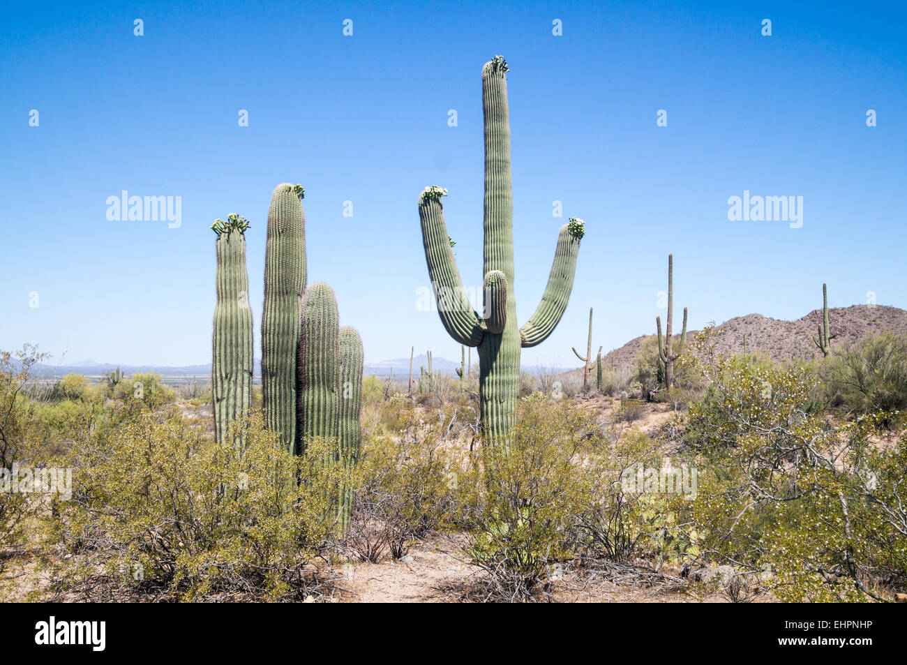 Saguaro cactus with flowers Stock Photo