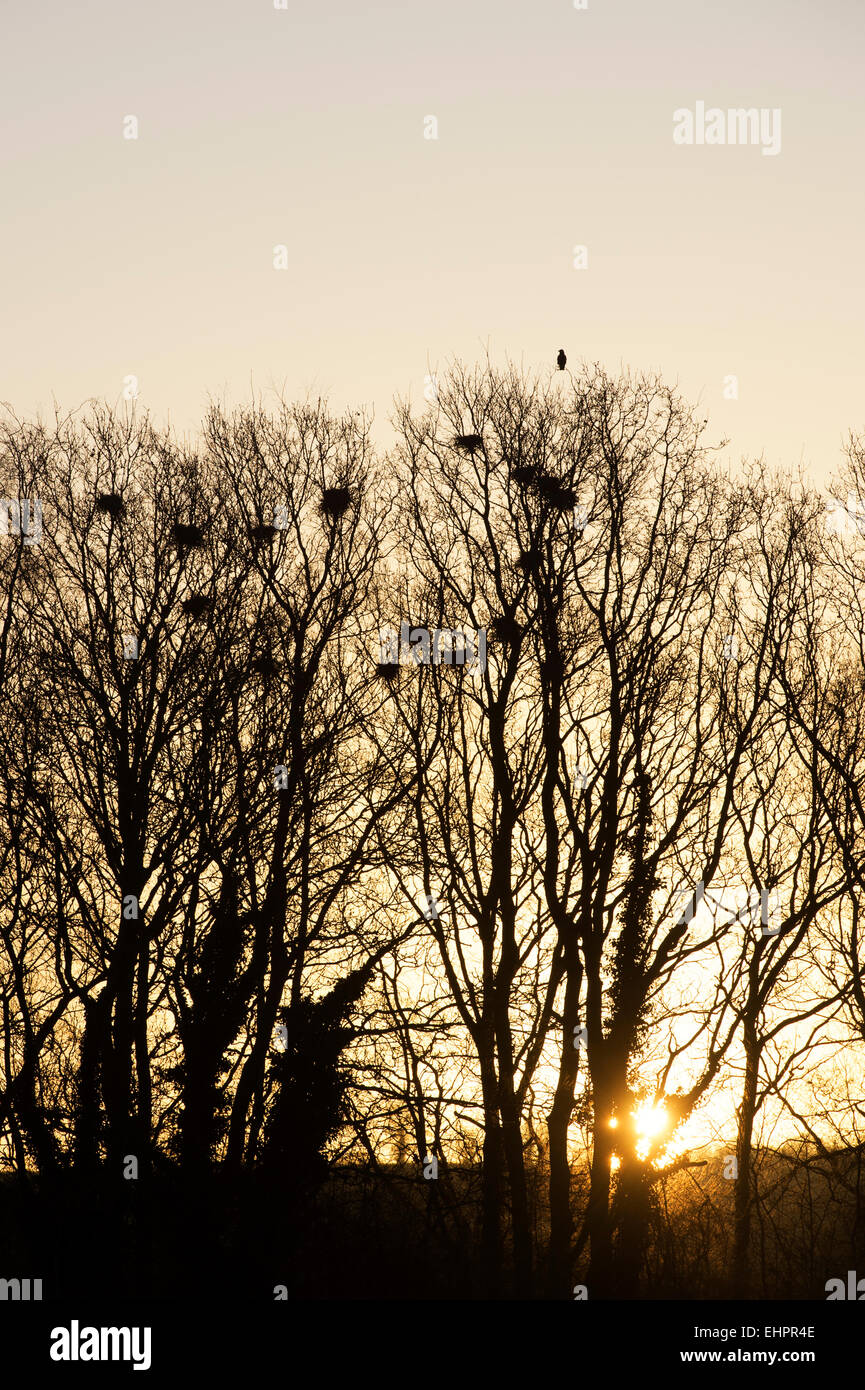 Crows nests in bare winter trees at sunrise. England Stock Photo Alamy