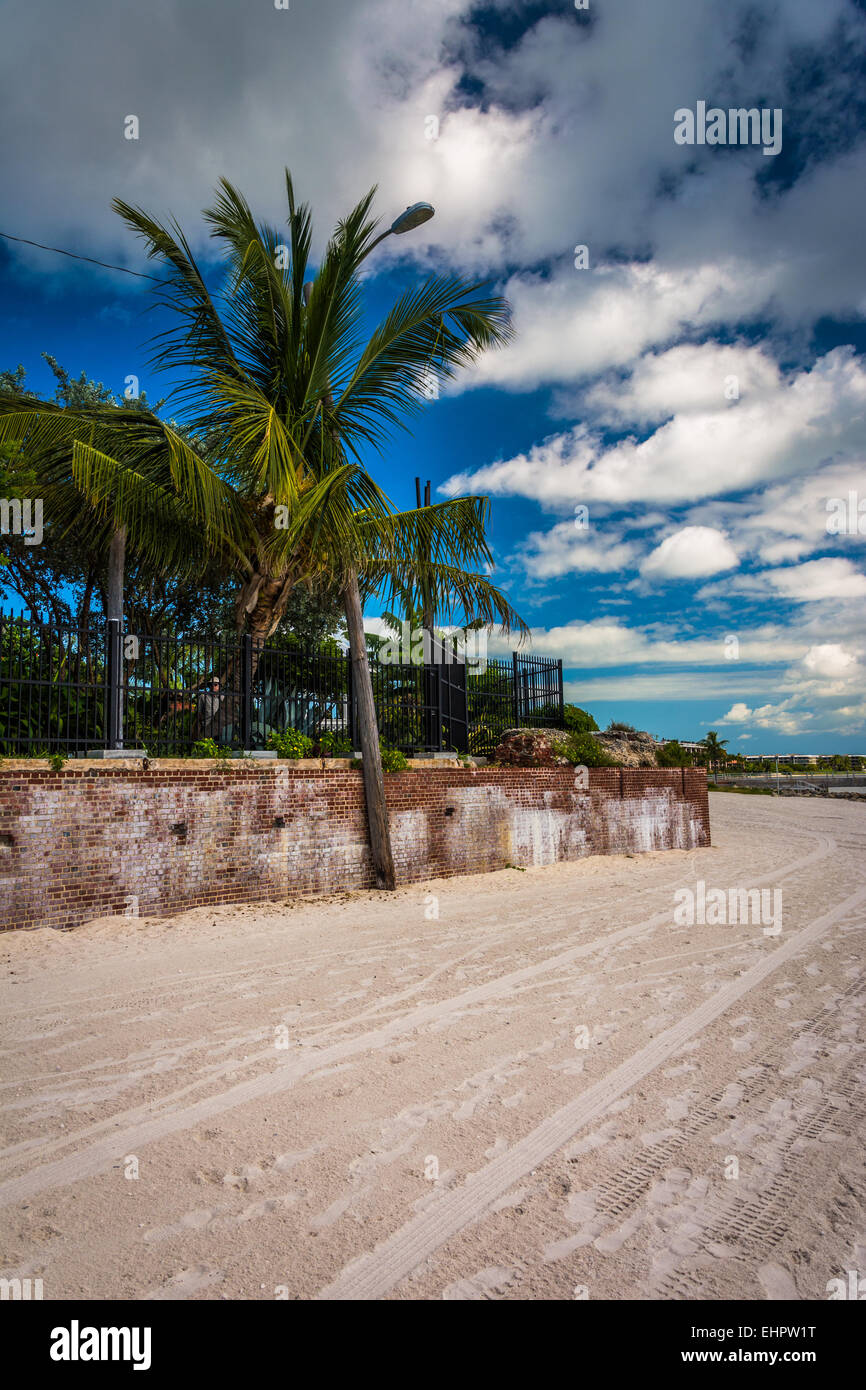 Palm tree at Higgs Beach, Key West, Florida. Stock Photo